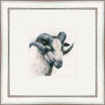 Badger Face (Badger Face Sheep) Badger Face (Badger Face Sheep)
