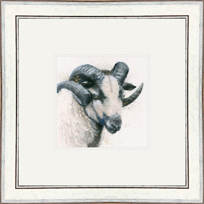 Badger Face (Badger Face Sheep) Badger Face (Badger Face Sheep)