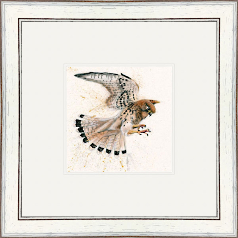 Birds Eye View (Kestrel) Birds Eye View (Kestrel)