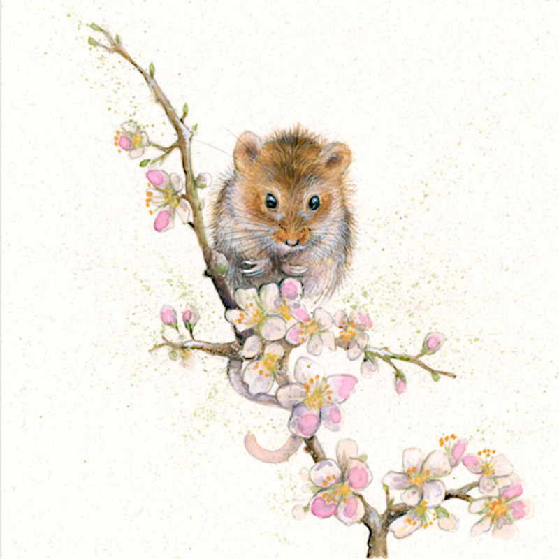 Blossom (Dormouse) Blossom (Dormouse)