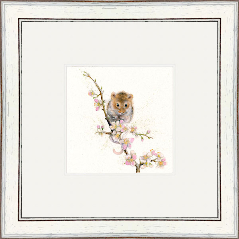 Blossom (Dormouse) Blossom (Dormouse)