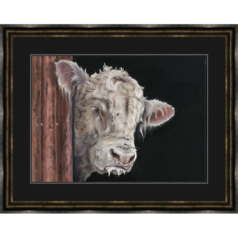 Allo, Allo - Charolais Bull