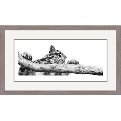 Clouded Judgement (Clouded Leopard)