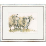 Dutch Courage (Texel Sheep) Dutch Courage (Texel Sheep)