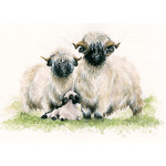 Ewe Me and Him (Valais Sheep)