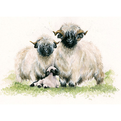 Ewe Me and Him (Valais Sheep)
