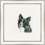 Freya (Border Collie) Freya (Border Collie)