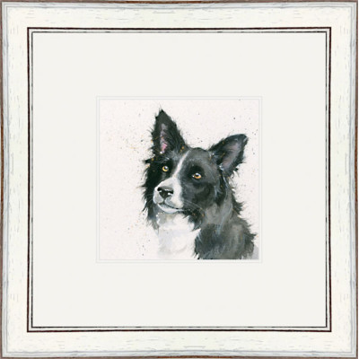 Freya (Border Collie)