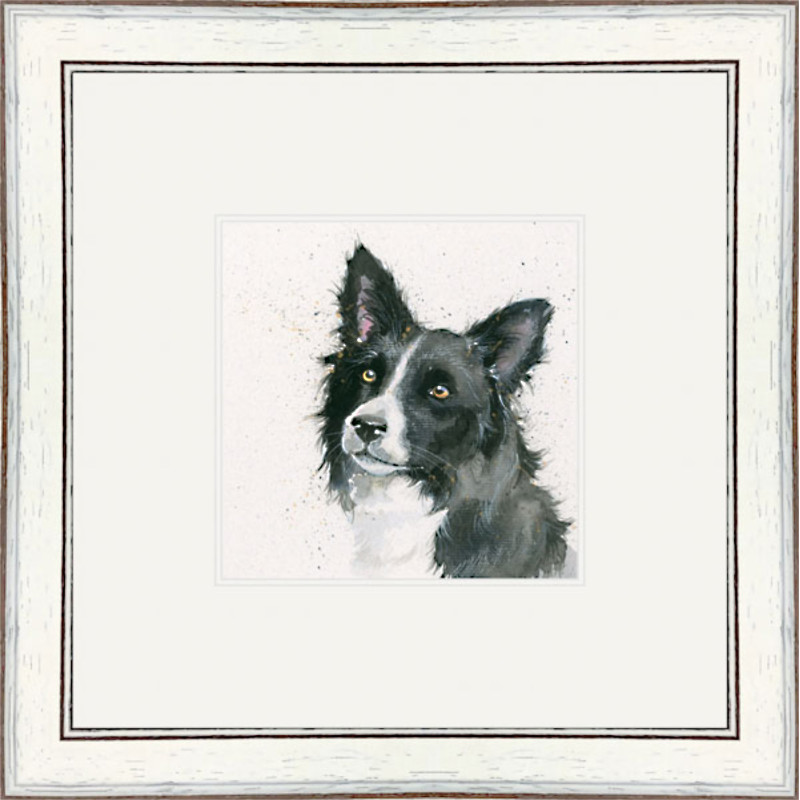 Freya (Border Collie) Freya (Border Collie)