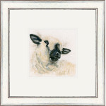 Hampshire Sheep