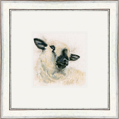 Hampshire Sheep Hampshire Sheep