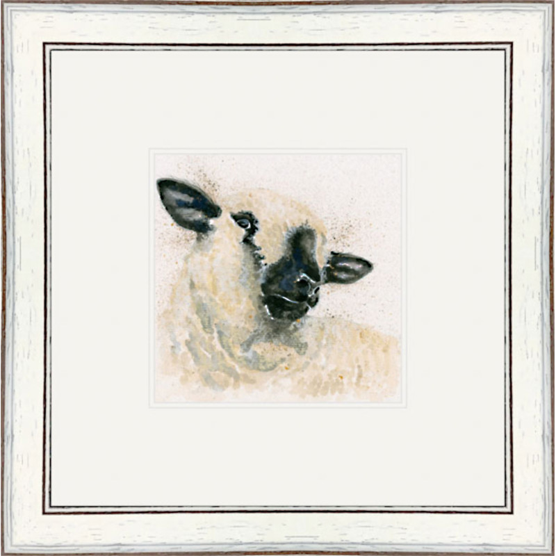 Hampshire Sheep