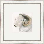 Herdwick (Herdwick Sheep) Herdwick (Herdwick Sheep)