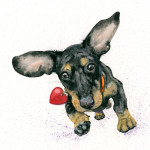 Incoming Kisses (Dachshund) Incoming Kisses (Dachshund)