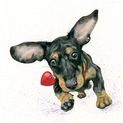 Incoming Kisses (Dachshund)