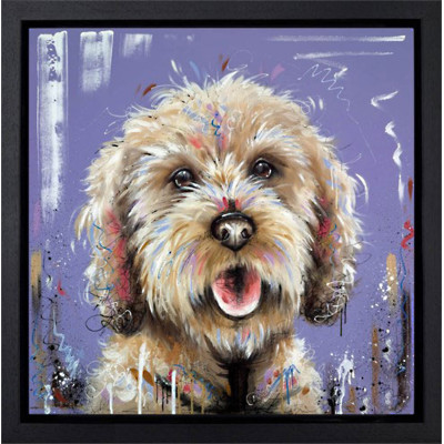 The Interested Party (Cockapoo)
