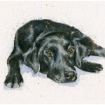 Jet (Black Lab) Jet (Black Lab)