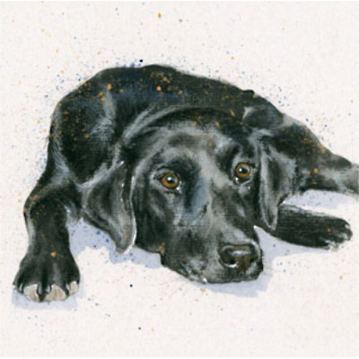 Jet (Black Lab)