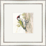 Knock Knock (Green Woodpecker) Knock Knock (Green Woodpecker)