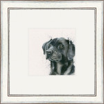 Lad (Black Lab)