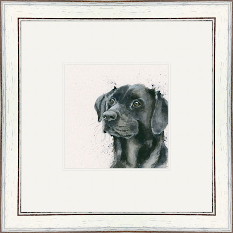Lad (Black Lab)