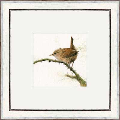 Little Wren (Wren) Little Wren (Wren)