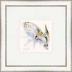 Night Owl (Barn Owl) Night Owl (Barn Owl)