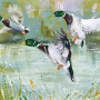 Out For A Duck - Canvas Board