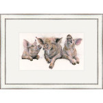Porky Pies (Pigs) Porky Pies (Pigs)