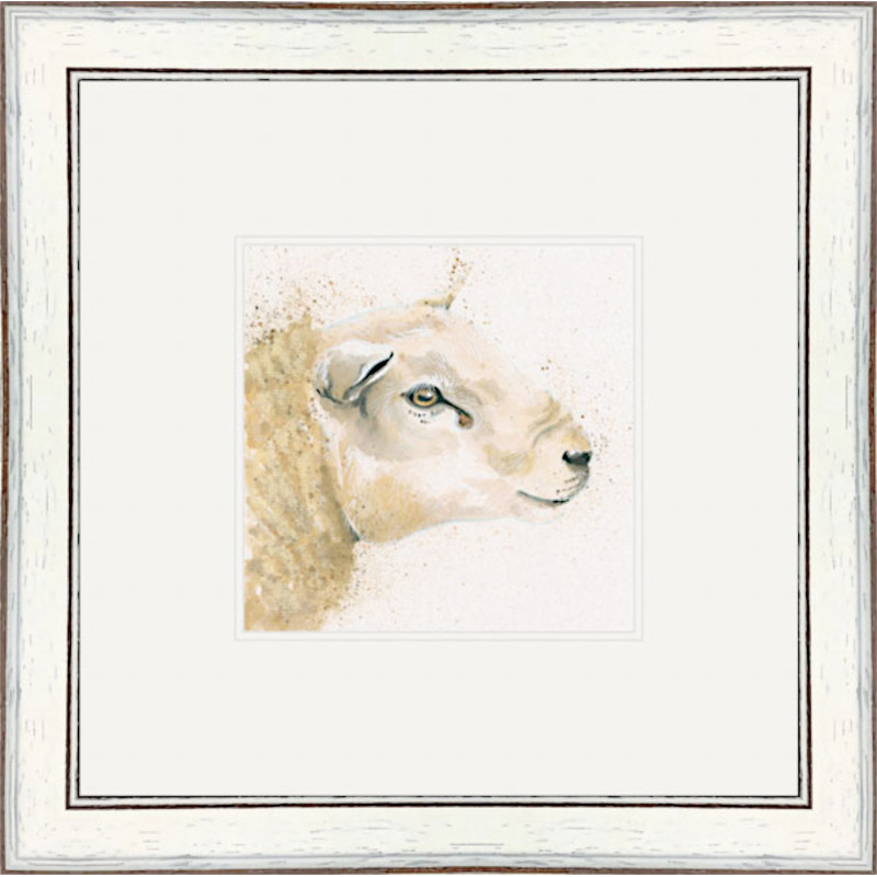 Tex (Texel Sheep) Tex (Texel Sheep)