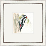 Who's There ? (Greater Spotted Woodpecker) Who's There ? (Greater Spotted Woodpecker)